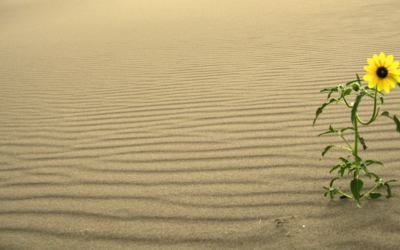 What is your Personal Growth Plan?