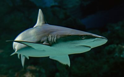 Before You Enter The Shark Tank