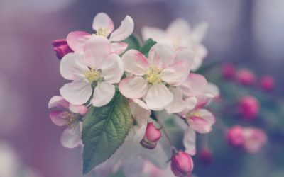 Six Faces of Humility