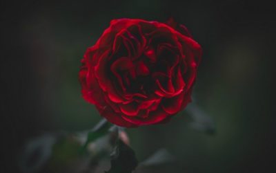 LEADERSHIP PRINCIPLES FROM GARDENING: LESSONS I LEARNED FROM MY MOM