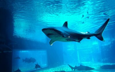 Entering The Shark Tank