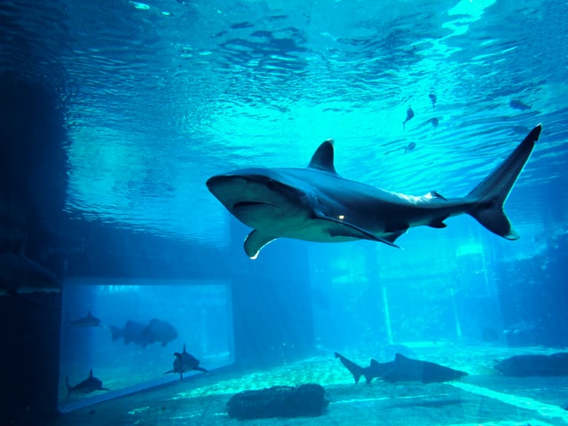 Entering The Shark Tank